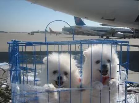 乐山航空快递上门取件